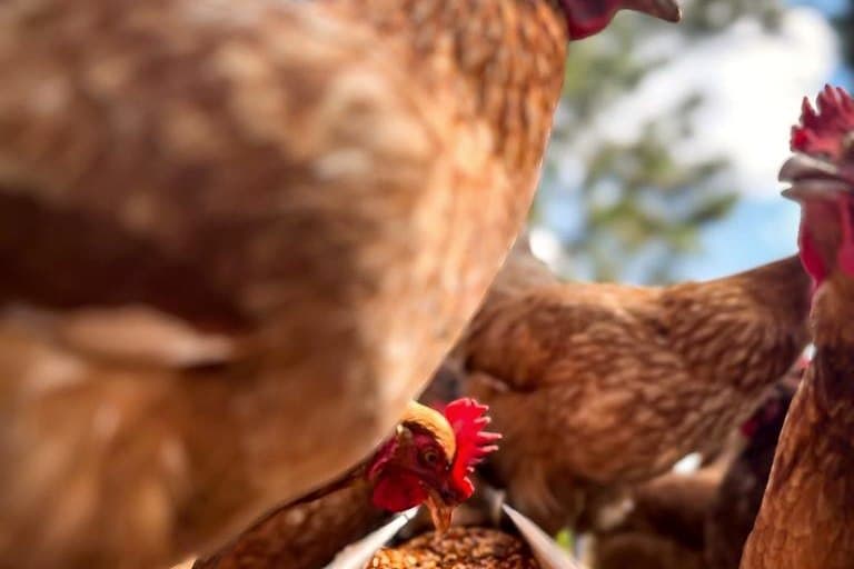 Cage-free hens foraging in the pasture