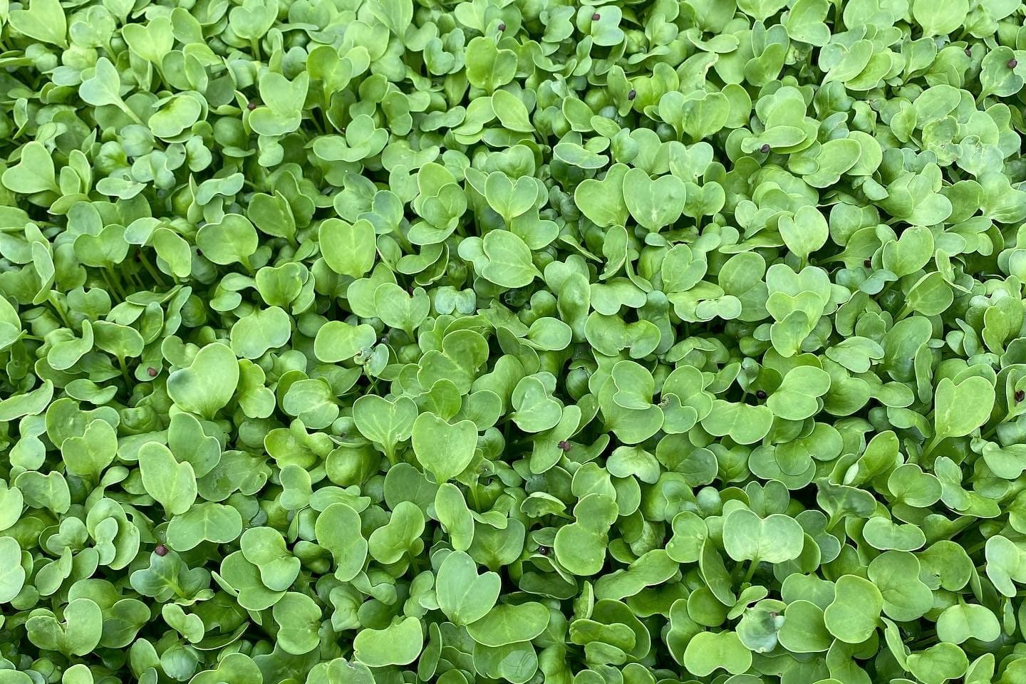 Leafy greens growing in dark soil at Regener8 Farm