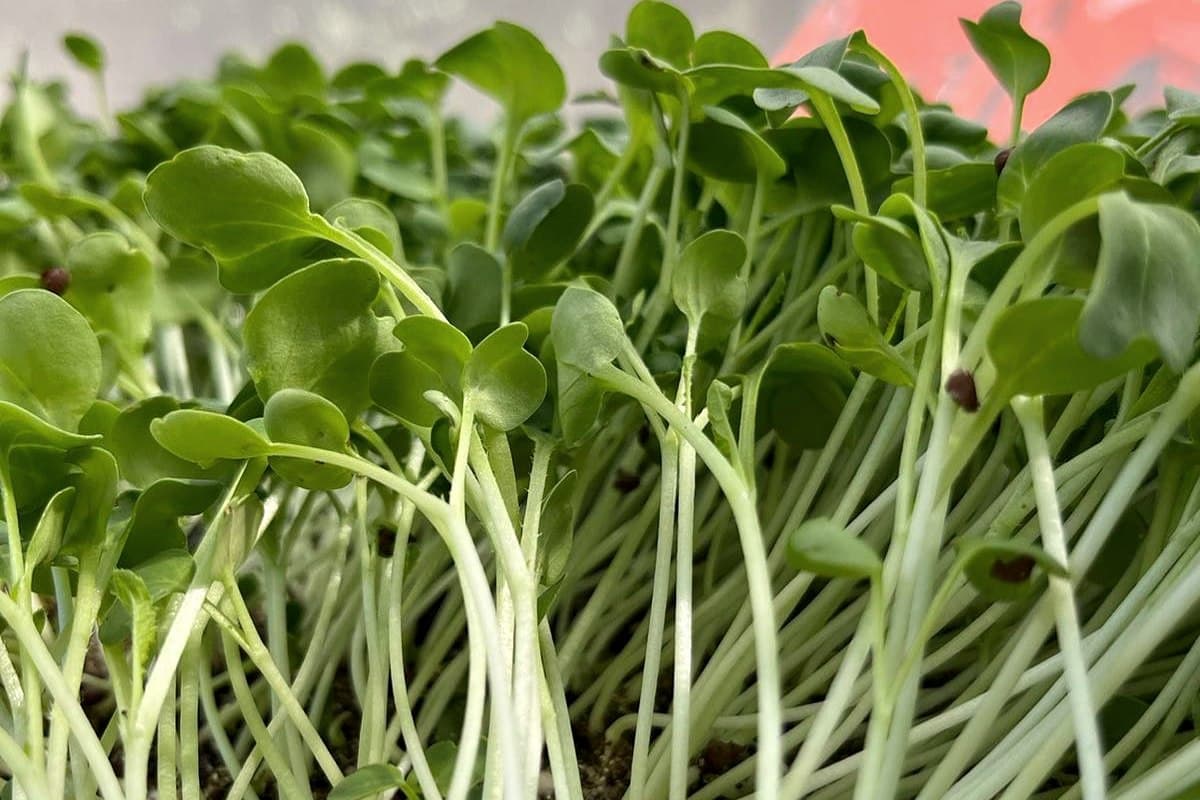 Microgreens under the shade house