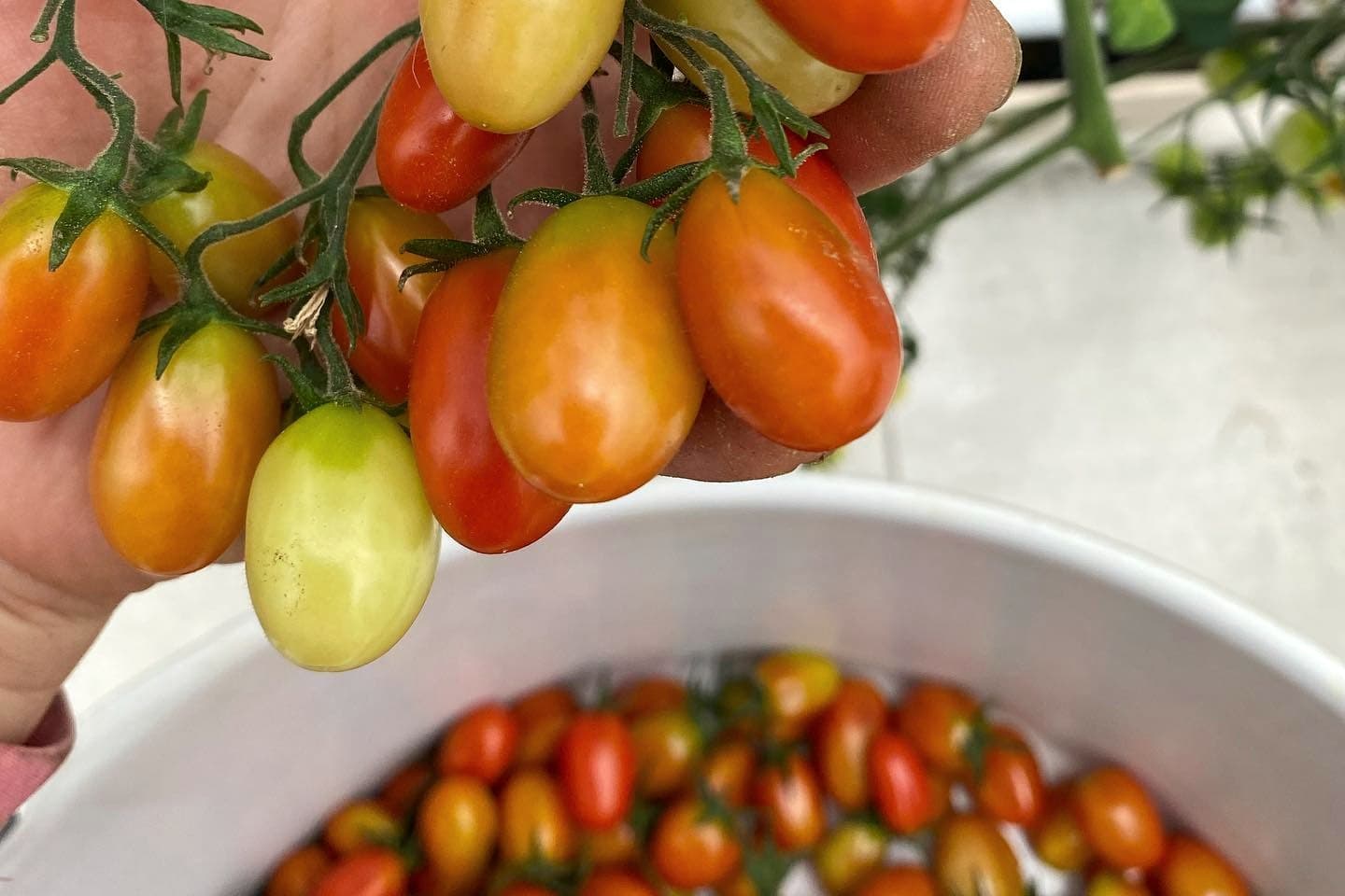 Tomatoes growing at Regener8 Farm